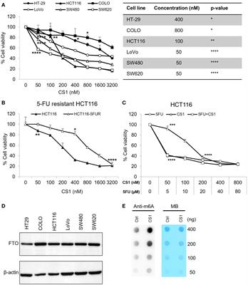 Targeting fat mass and obesity-associated protein mitigates human colorectal cancer growth in vitro and in a murine model